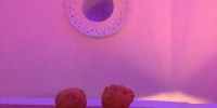 The donut holes were really incredible!